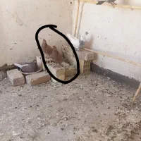 جوجه سرخ گمشده