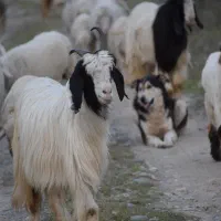 معاوضه گوسفندبا مزدا