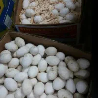 تخم نطفه دار غاز و قوغاز تاره و به روز