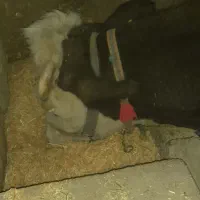 گاو گوساله|حیوانات مزرعه|قروه, |دیوار