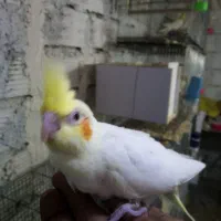 جوجه عروس هلندی