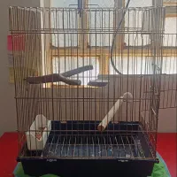 قفس عروس هلندی