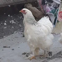 تخم نطفه دار برهما