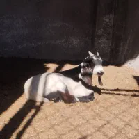 یک راس بزغاله نر