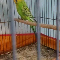 دوجفت مرغ عشق|پرنده|مسجد سلیمان, |دیوار