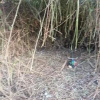 خدمات باغبانی حراس برش درخت علف تراشی