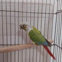 یک جفت عروس هلندی  ویک گرینویچ ماده|پرنده|رباط‌کریم, رباط‌کریم|دیوار