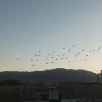 350،000|پرنده|بیرجند, |دیوار