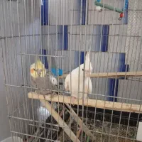 عروس هولندی