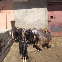 ۷عدد بز|حیوانات مزرعه|خاوه, |دیوار
