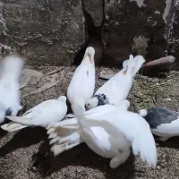 کبوتر مفت