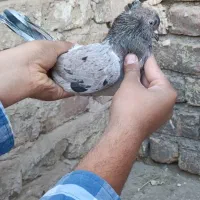 کبوتر یا کفتر پرشی سرور هفت رنگ|پرنده|قم, امامزاده ابراهیم|دیوار