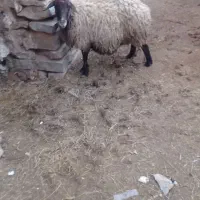 گوسفند آبستن سنگین
