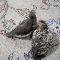 جوجه عروس|پرنده|پاکدشت, پاکدشت (مامازند)|دیوار