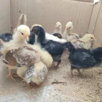 جوجه محلی کاکلی یک ماهه|حیوانات مزرعه|سیاهکل, |دیوار