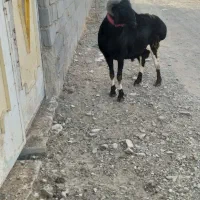 قوچ چینی میش چینی بره قوچ