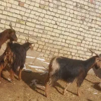 بز بزغاله چاق گوشتی|حیوانات مزرعه|کرج, استاندارد|دیوار