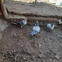 کبوتر|پرنده|فیروزه, |دیوار