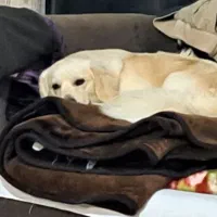 سگ دزدیده شده|حیوانات|بندر انزلی, نیمه شعبان|دیوار