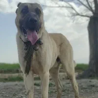 سرابی، گله .دهن پاک به حیوان