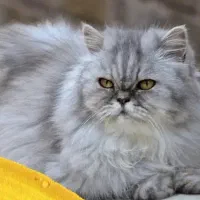 گربه پرشین واگذاری