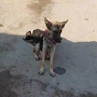 سگ ژرمن ماده واگذاری رایگان