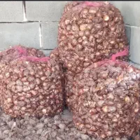 نرگس یا پیاز کازرون بالاده ارسال ب تمام نقاط کشور|گل و گیاه طبیعی|شیراز, کاراندیش|دیوار
