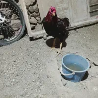 خروس|حیوانات مزرعه|سروآباد, |دیوار