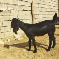 تیشتر افغانی اصلی بشرط از همه لحاظ|حیوانات مزرعه|مسجد سلیمان, |دیوار