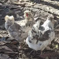 مرغ و خروس گلین فول درجه ۱