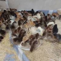 حراج واقعی جوجه محلی