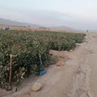 فروش نهال پسته