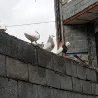 کبوترطوقی|پرنده|روانسر, |دیوار