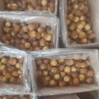 خرما هلیله|عمده‌فروشی|کرمان, |دیوار