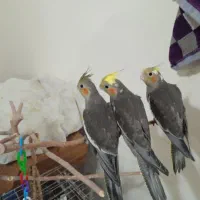 ۳ عدد عروس جوجه