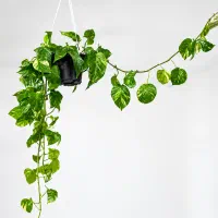 گل بسیار زیبا طبیعی
