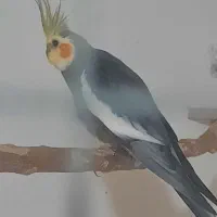 یک جفت عروس هلندی