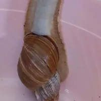 فروش حلزون ۳ ساله
