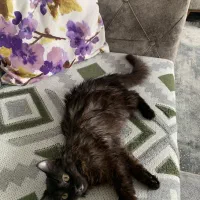 گربه گم شده