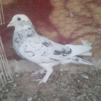 نر دورگ شازده سرور