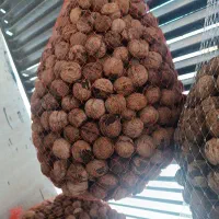 گردوی پوست کاغذی