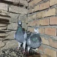 کبوتر آلمانی و تک پر|پرنده|سنگدوین, |دیوار