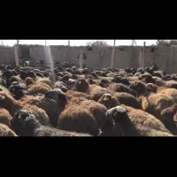 دام گوسفند بره میش بز بزغاله