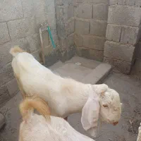 کهره نر|حیوانات مزرعه|بندر دیر, |دیوار