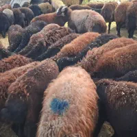 ۶۲راس میش و بره افشاری