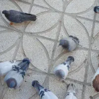 انواع کبوتر