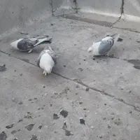 پرنده|پرنده|فردیس, شهرک شهید حسینی|دیوار