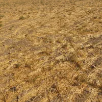 کاه گندم نرم تحویل دامداری