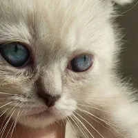 گربه اسکاتیش دبل فولد