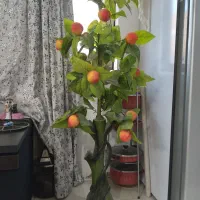 درخت هلو مصنوعی فقط تماس